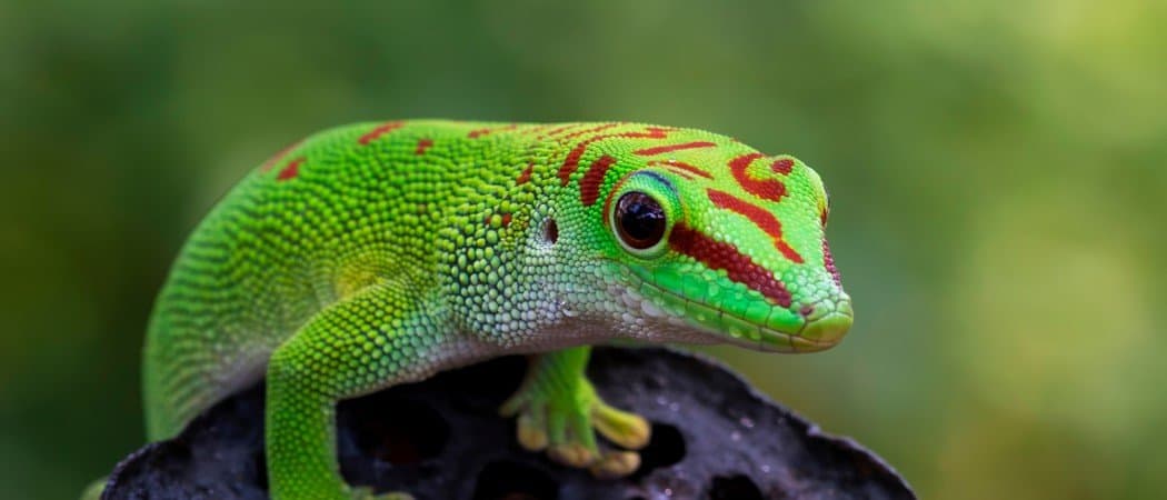 Gecko
